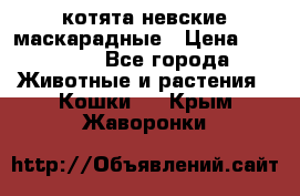 котята невские маскарадные › Цена ­ 18 000 - Все города Животные и растения » Кошки   . Крым,Жаворонки